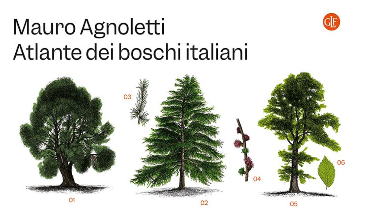 Natura e uomini creano i boschi (che in Italia sono raddoppiati)